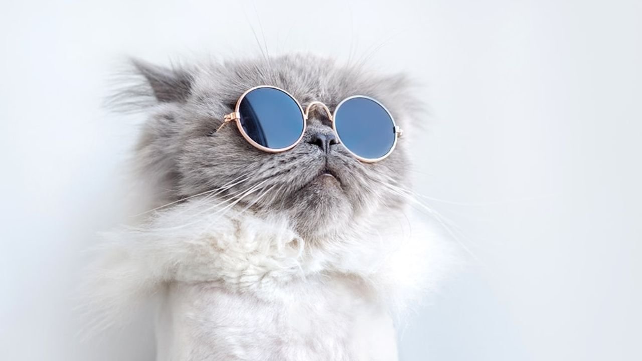 names for black cats