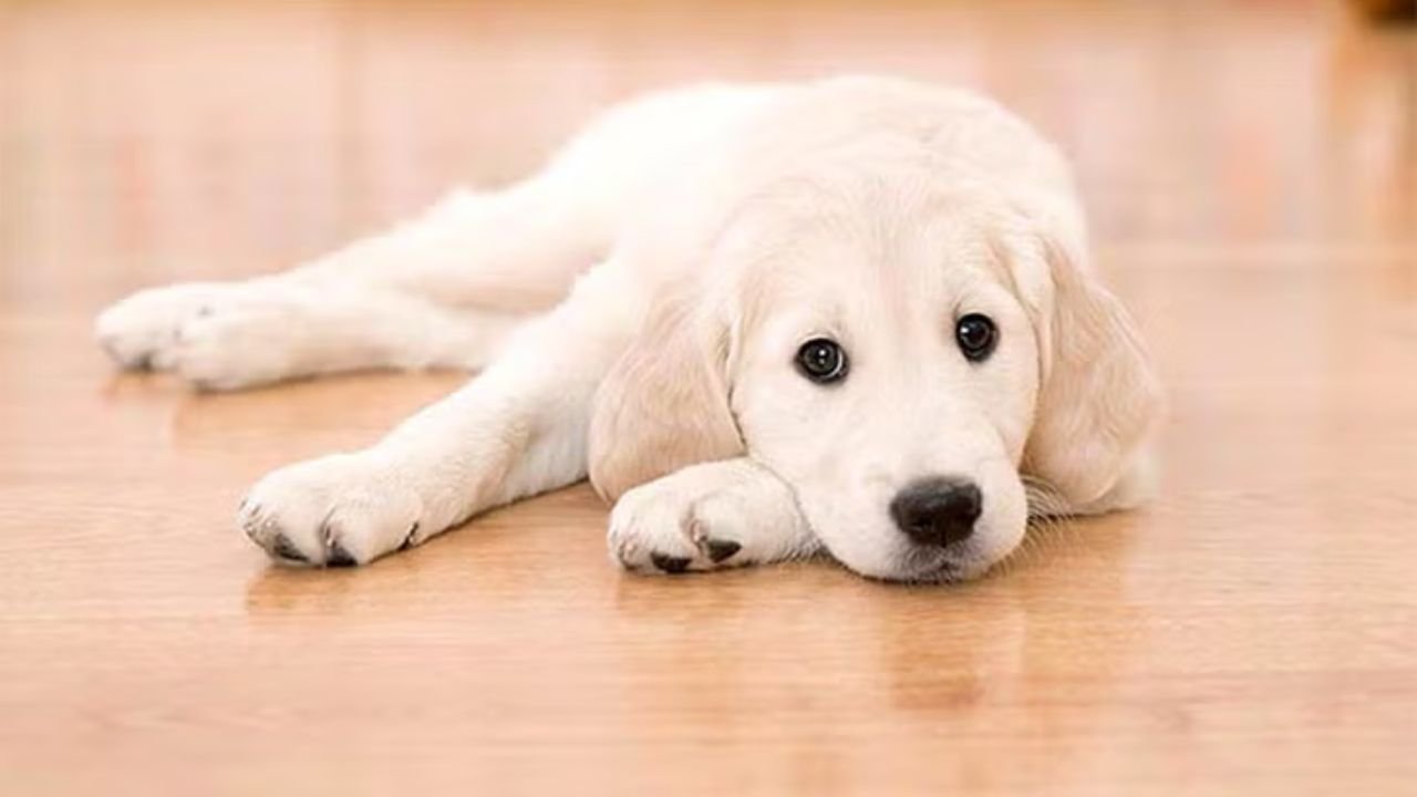 Golden Retriever Mix