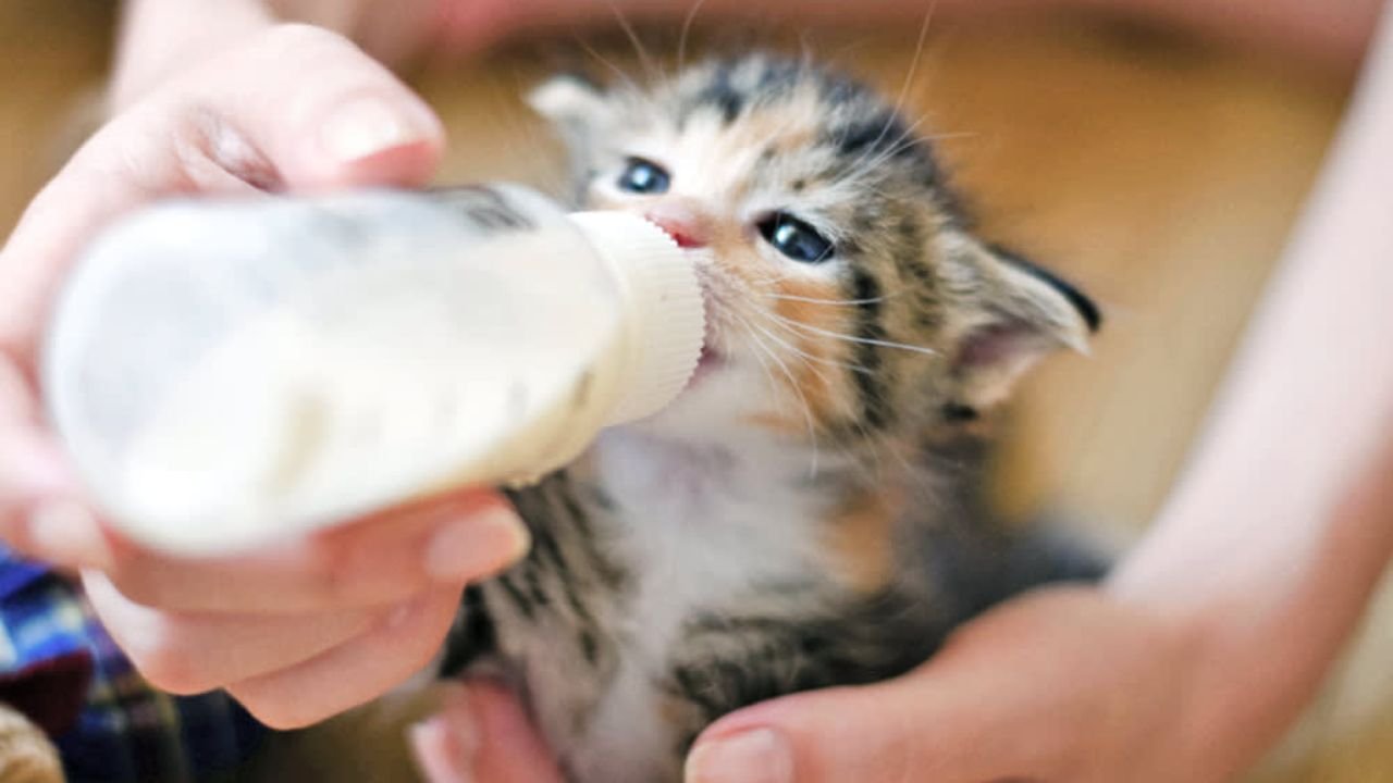 Kitten Milk Replacer