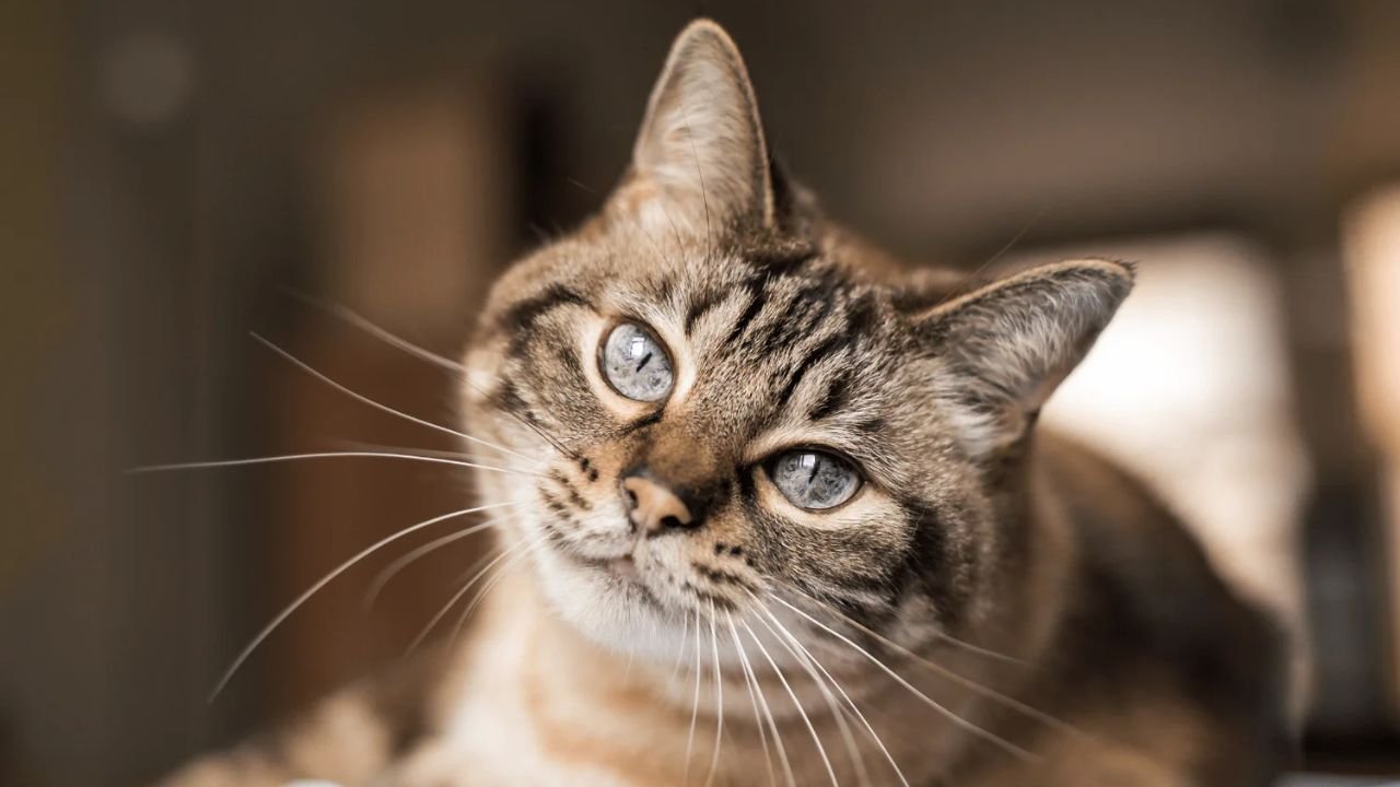 Tabby Cat Personality