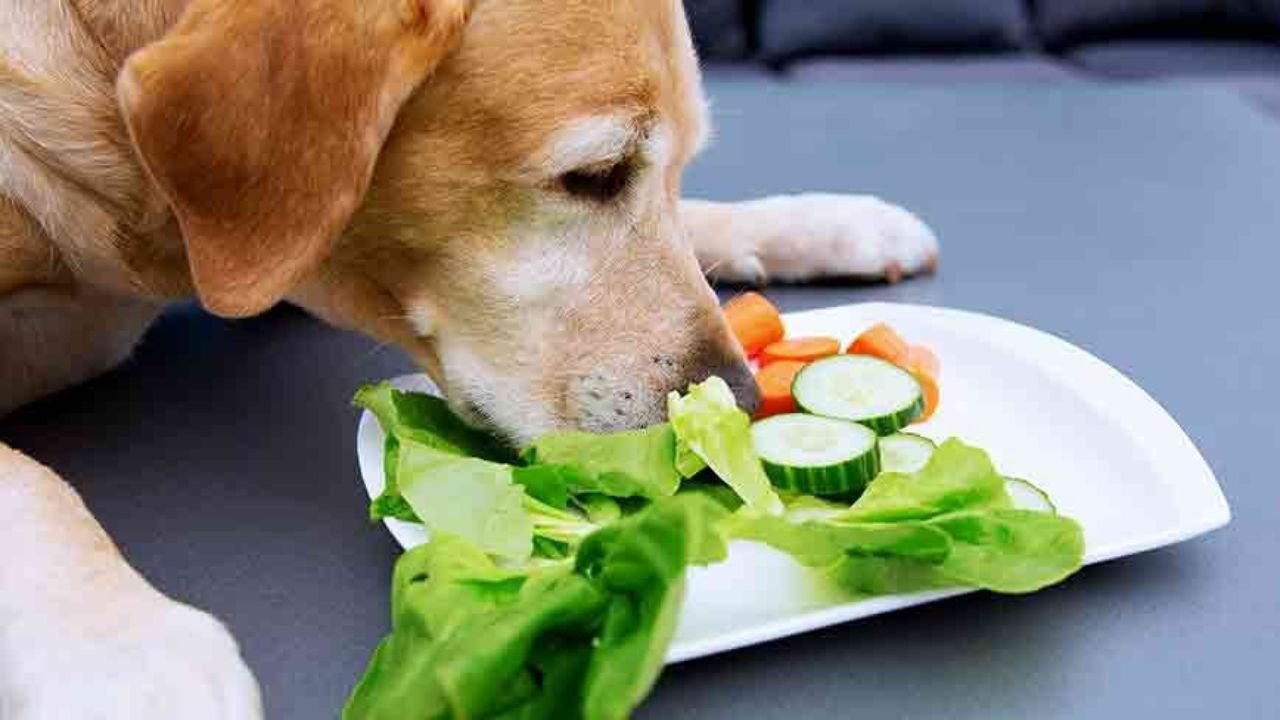 What Fruits and Vegetables Can Dogs Eat
