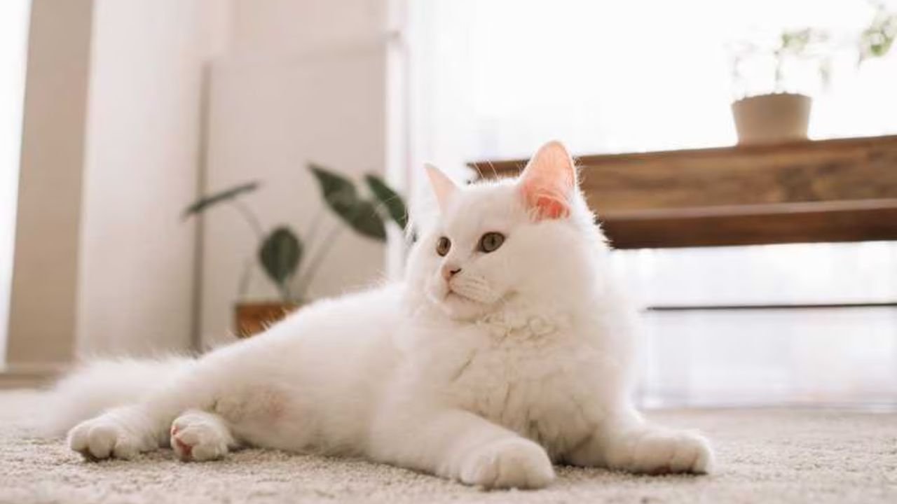 White Cat Names