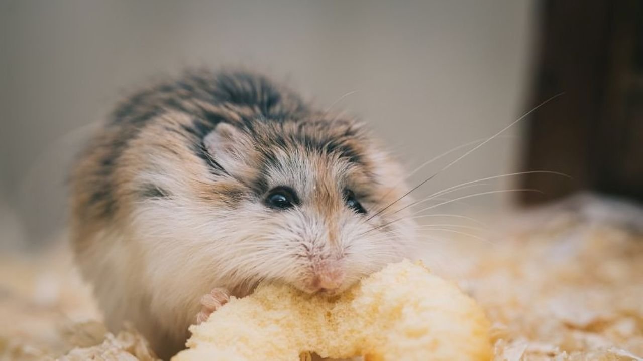 Why Do Hamsters Eat Their Babies