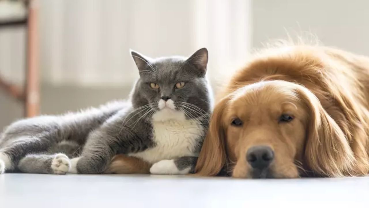 Why Dogs Are Better Than Cats