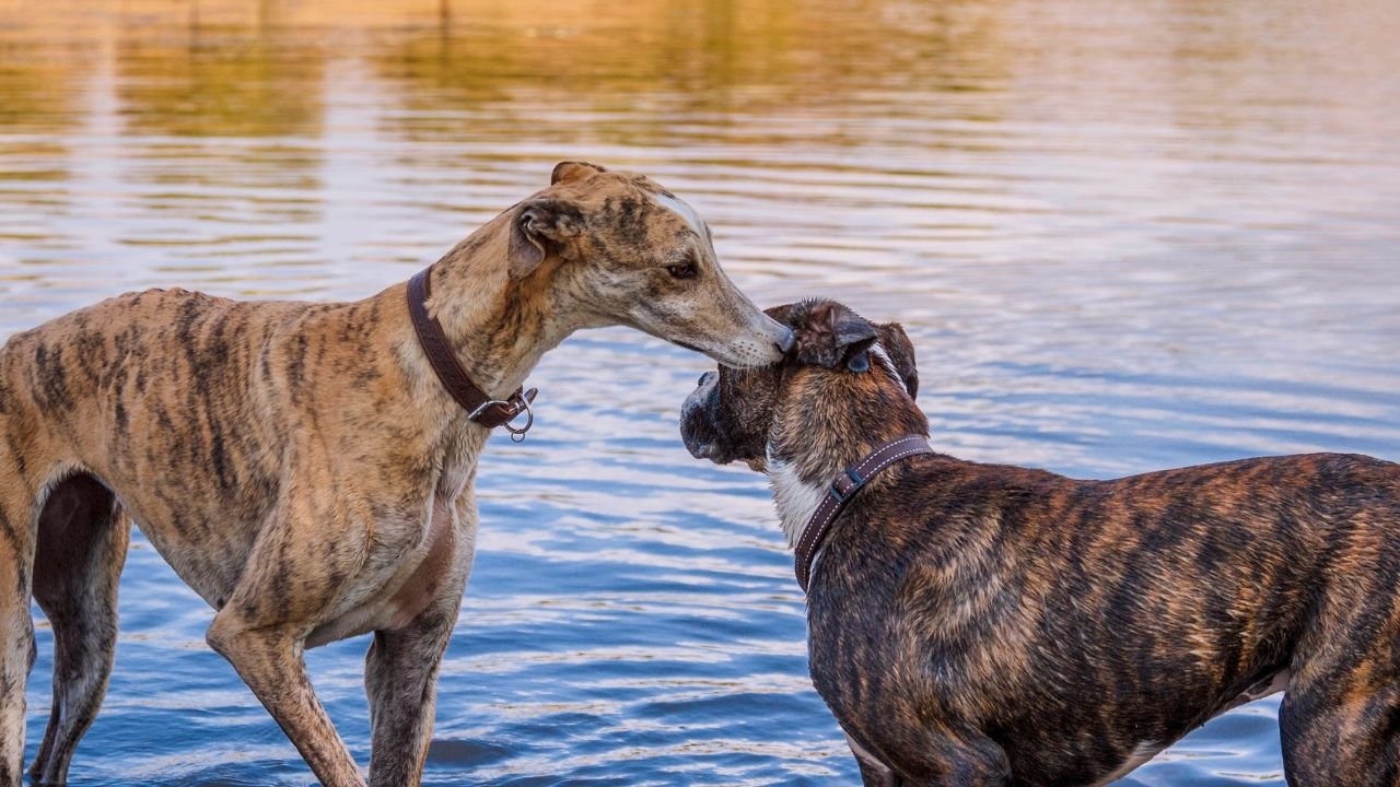 Brindle Dog