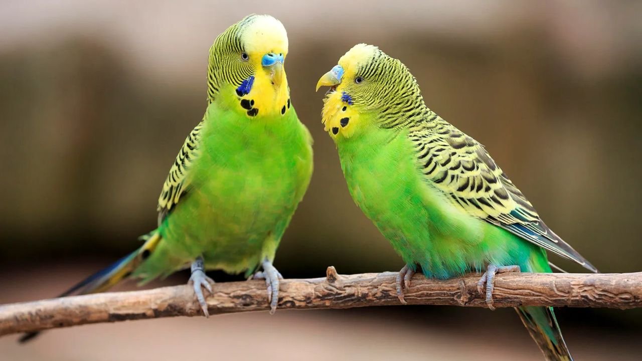 Green Parrot