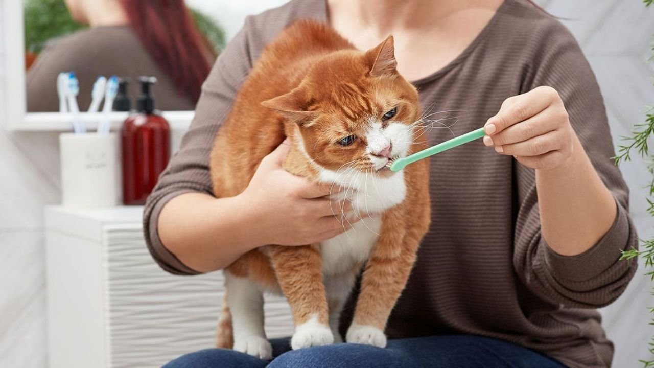 how to brush cats teeth