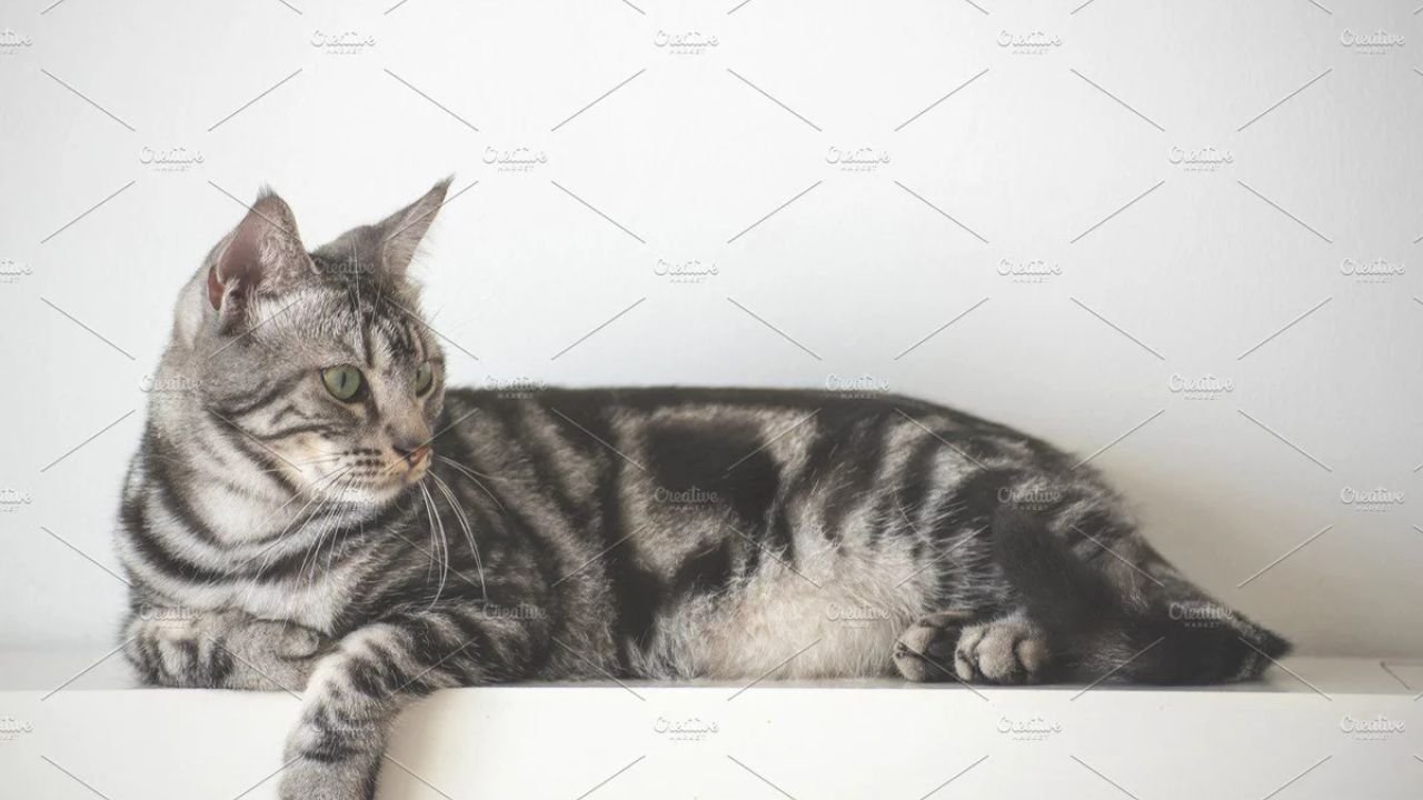 natural remedies for cat anxiety