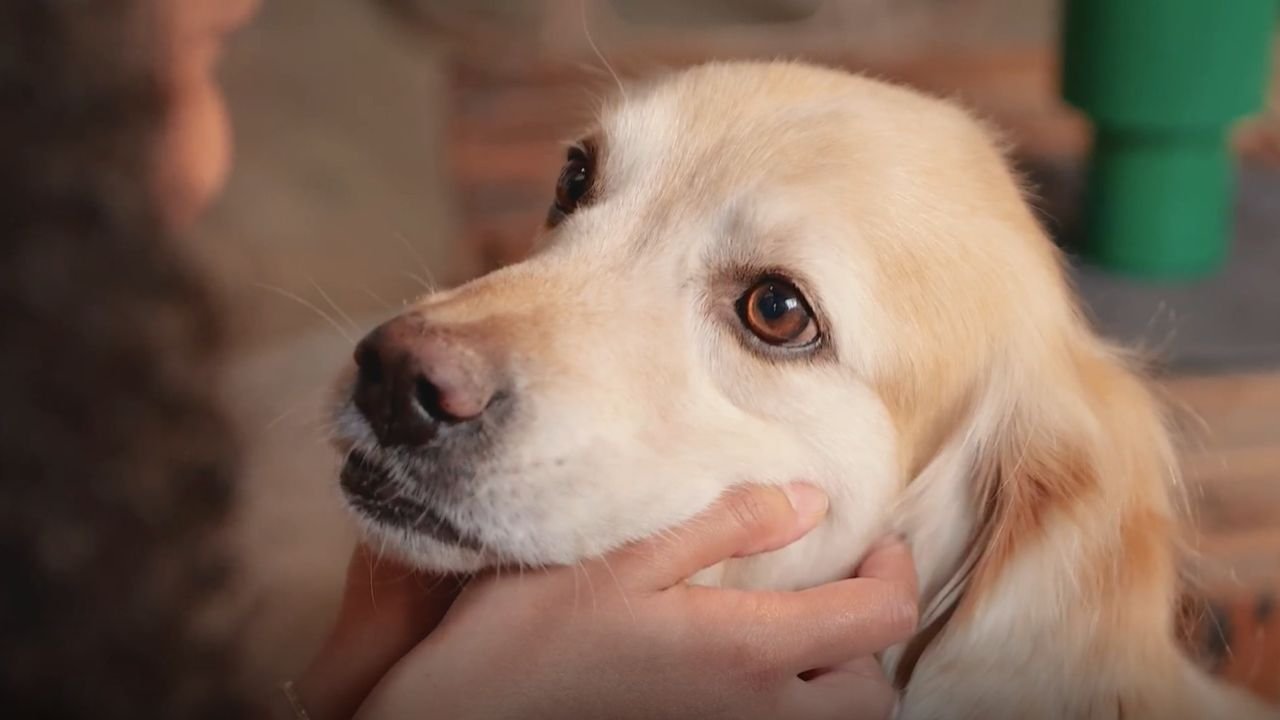 Parasite Prevention for Dogs
