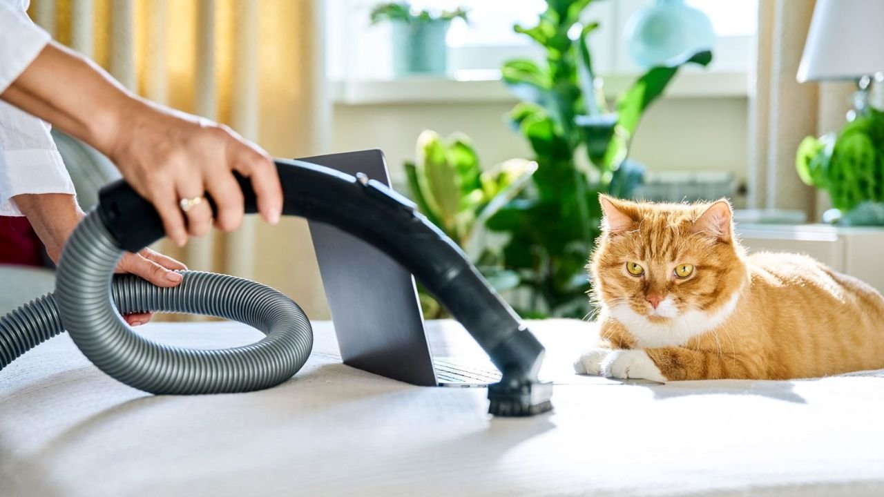 Pet Odor Removal