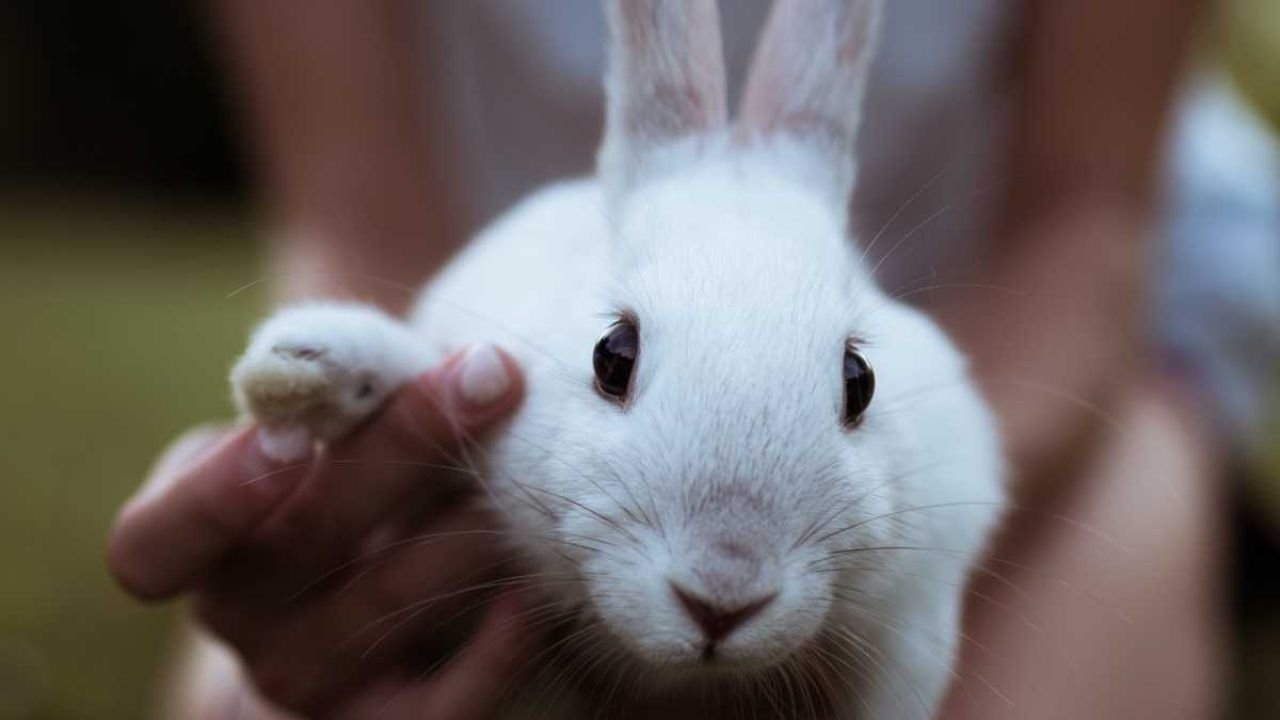 Rabbit Breeds