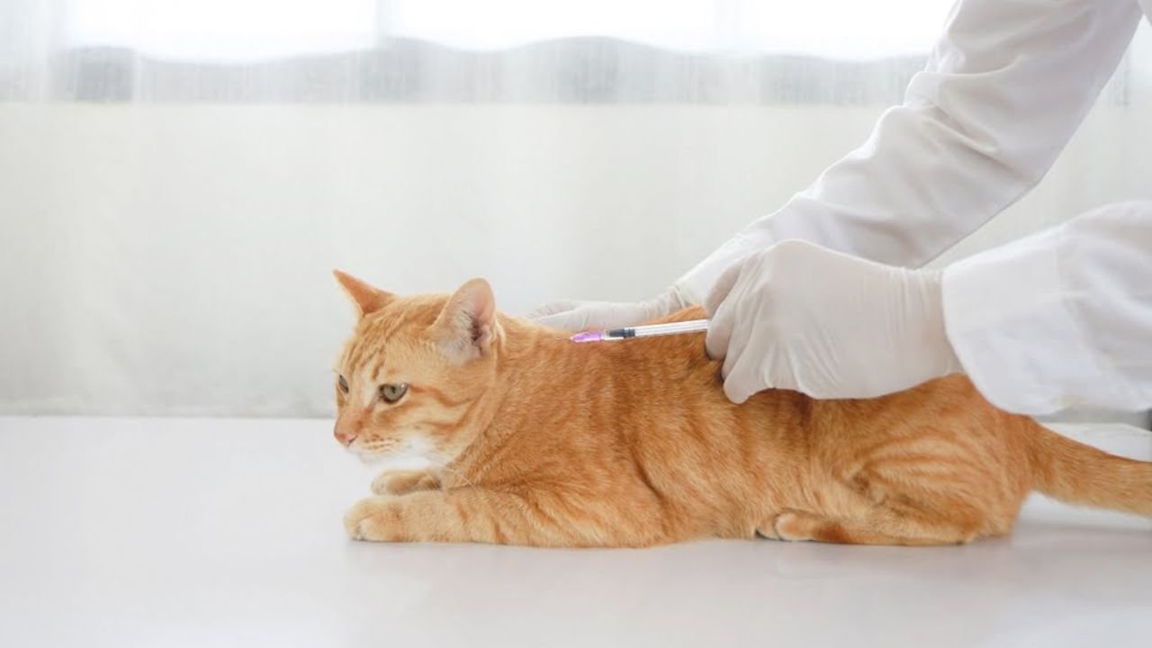 Rabies Vaccine for Cats