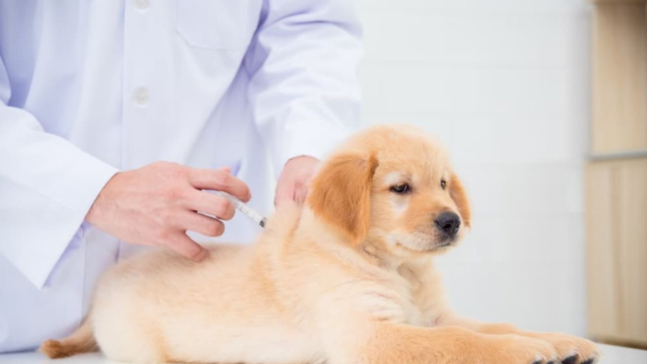 Rabies Vaccine for Dogs Side Effects