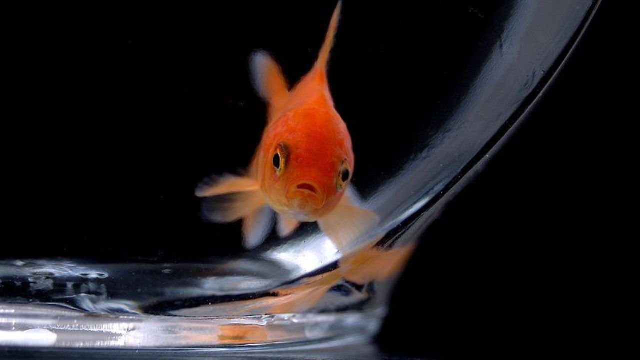Swim Bladder Disease
