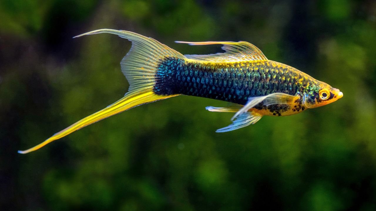 swordtail fish
