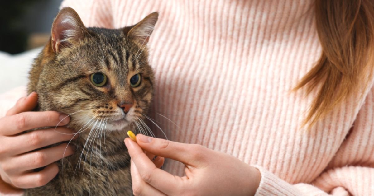 What Helps Anxiety in Cats Naturally