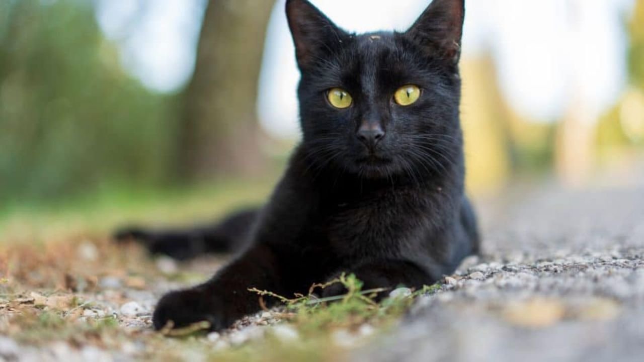 Witchy Cat Names