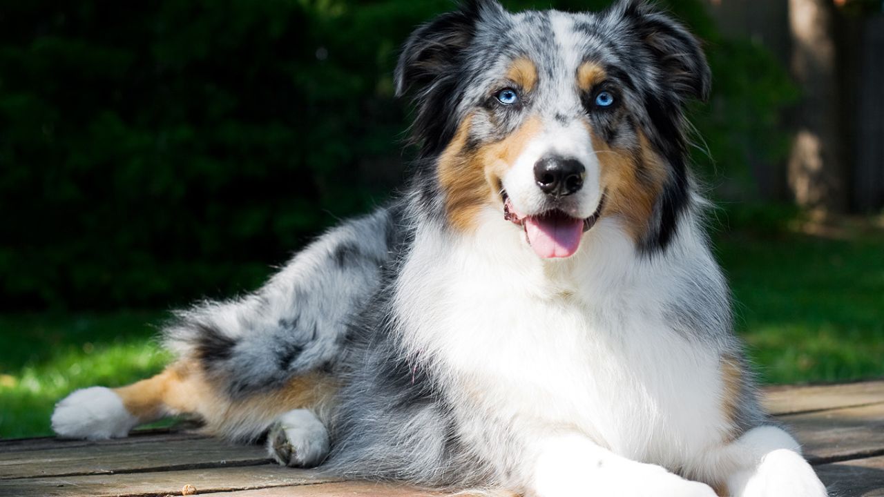 dogs with blue eyes