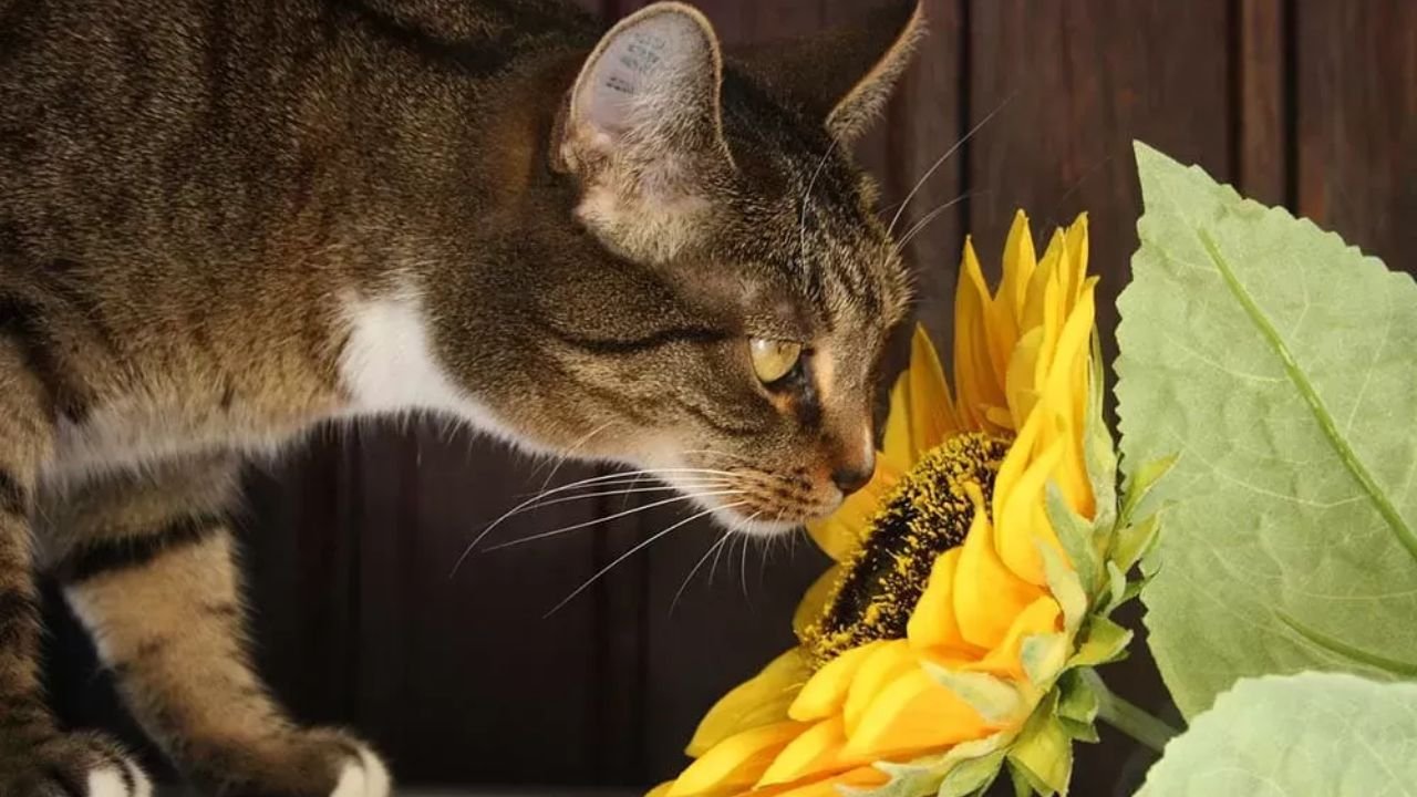 Are Sunflowers Toxic to Cats? Facts Every Cat Owner Should Know