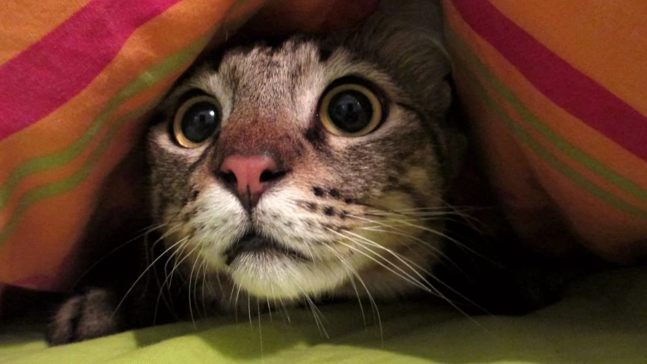 Can Cats See Ghosts? The Truth Behind Their Mysterious Behavior