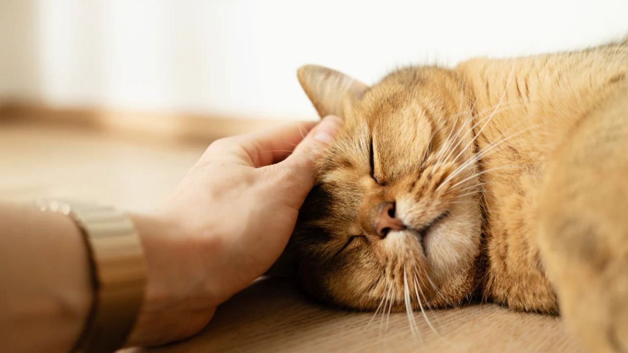 Cat Stress Relief