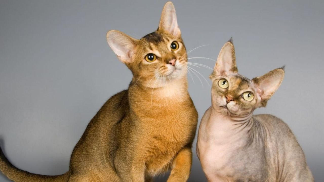 Cats With Big Ears