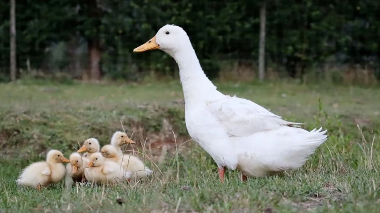 Duck Names: 250+ Cute, Funny, and Creative Ideas for Your Feathered Friend