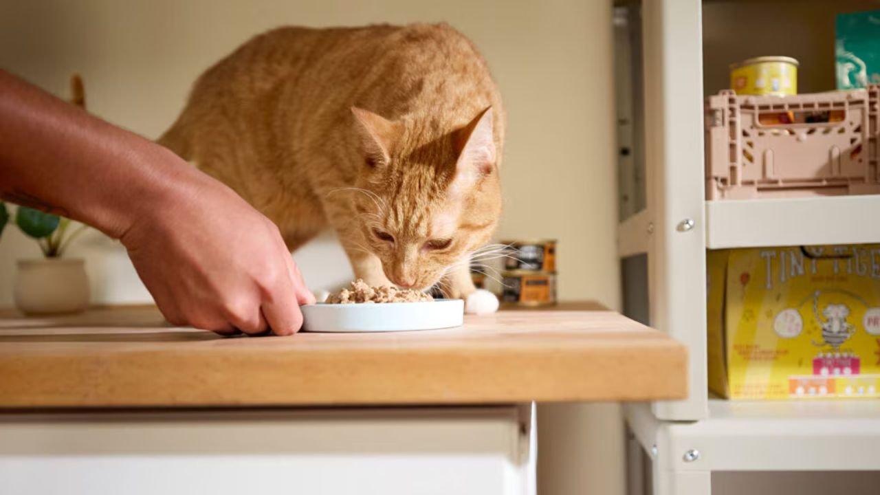 High Protein Cat Food for Stronger, Healthier Cats