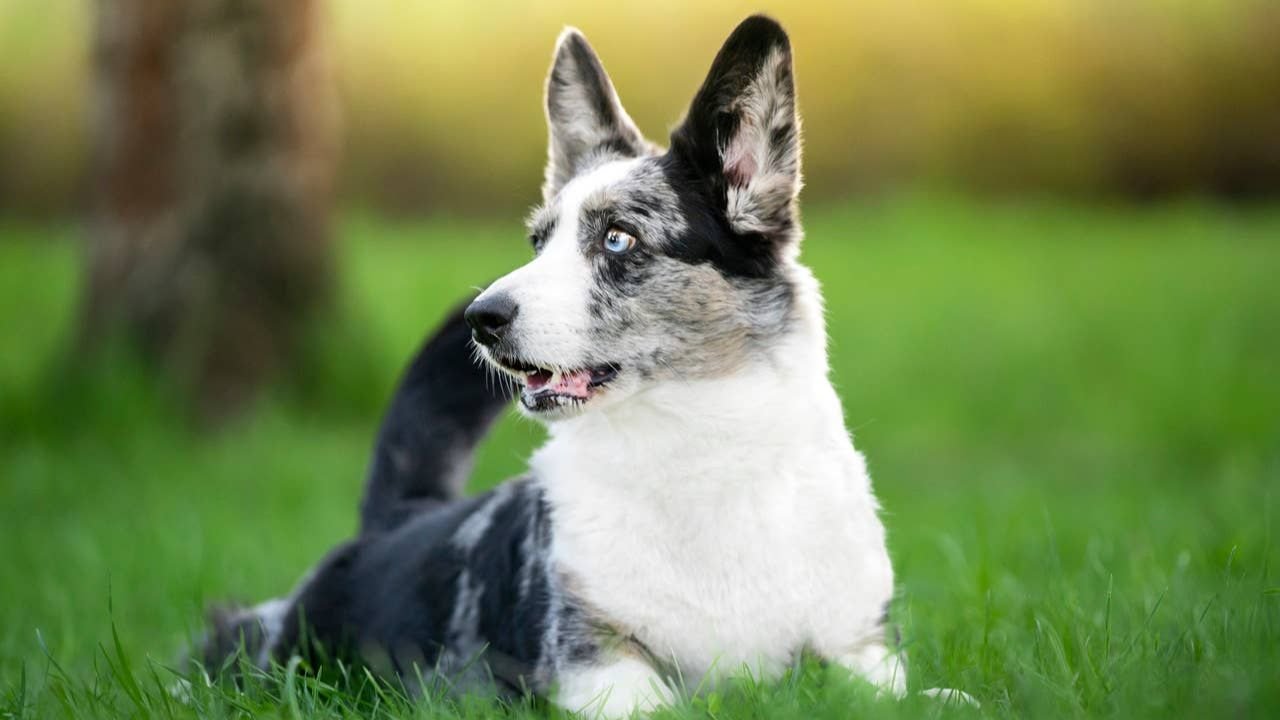 Names For Dogs With Blue Eyes: Breeds, Science, Care & Stunning Names